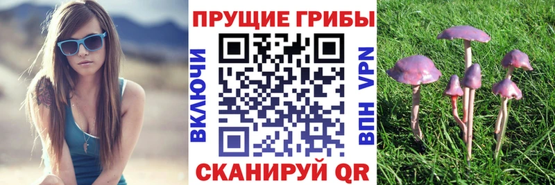 Галлюциногенные грибы Psilocybe  Купить закладки  Новодвинск 